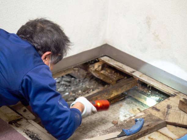 Best Mold Cleaning Services  in Stanton, TX