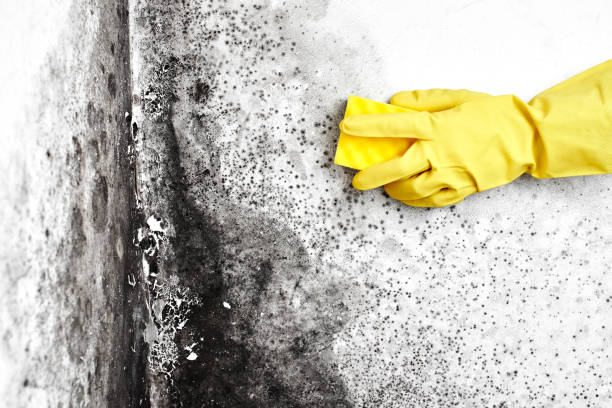 Best Attic Mold Removal  in Stanton, TX