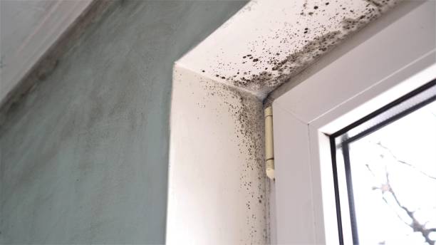 Trusted Stanton, TX Mold Removal Experts