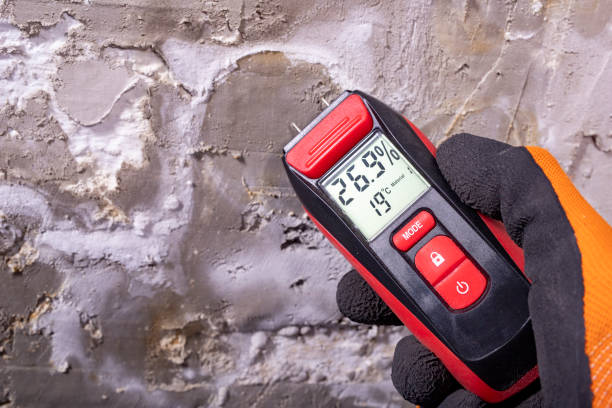 Best Toxic Mold Removal  in Stanton, TX