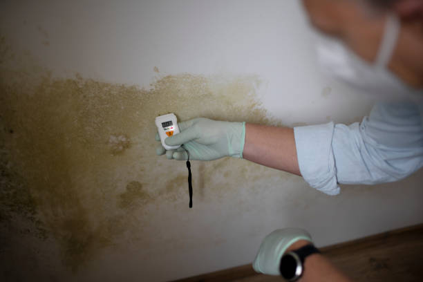 Best Local Mold Removal Service  in Stanton, TX