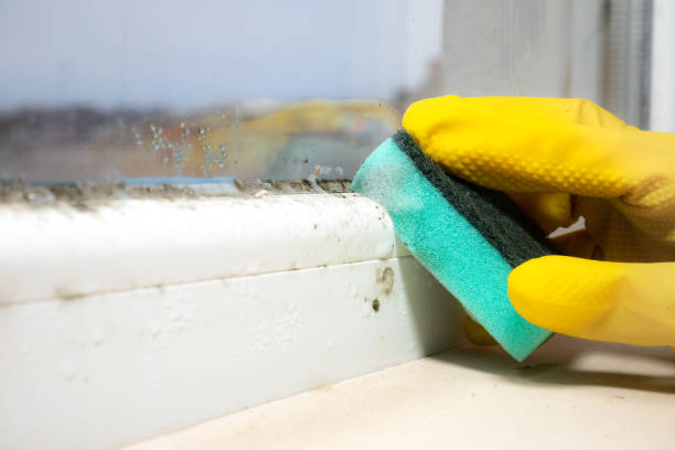Best Mold Testing  in Stanton, TX
