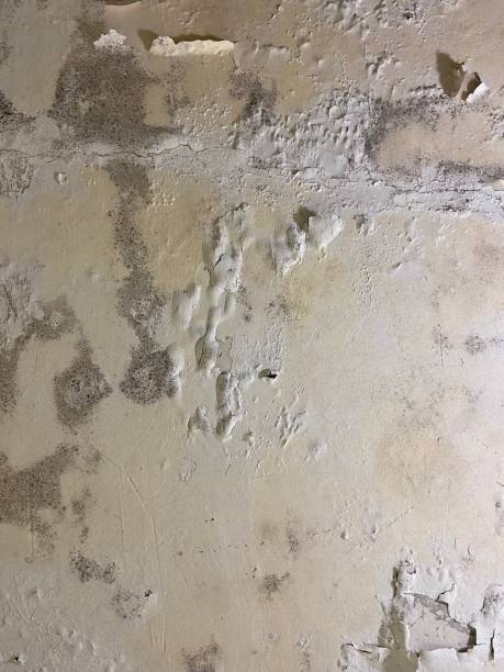 Best Certified Mold Removal  in Stanton, TX