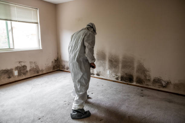 Best Mold Damage Repair  in Stanton, TX