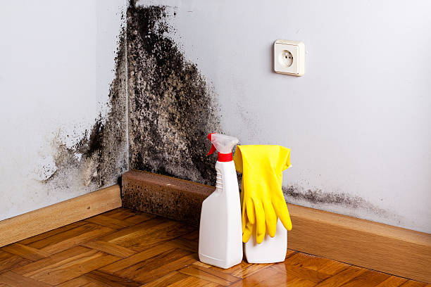 Best Commercial Mold Removal  in Stanton, TX