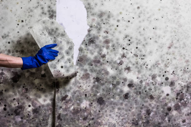 Best Certified Mold Removal  in Stanton, TX