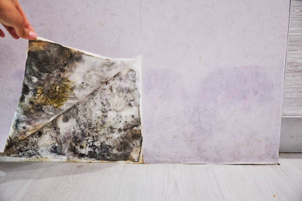 Best Office Mold Removal Services  in Stanton, TX